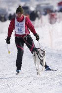 Lenk 2013